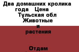 Два домашних кролика 3 года › Цена ­ 10 - Тульская обл. Животные и растения » Отдам бесплатно   